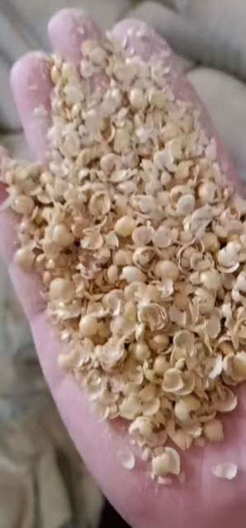 黄豆壳蛋白含量高脂肪高本公司常年出售