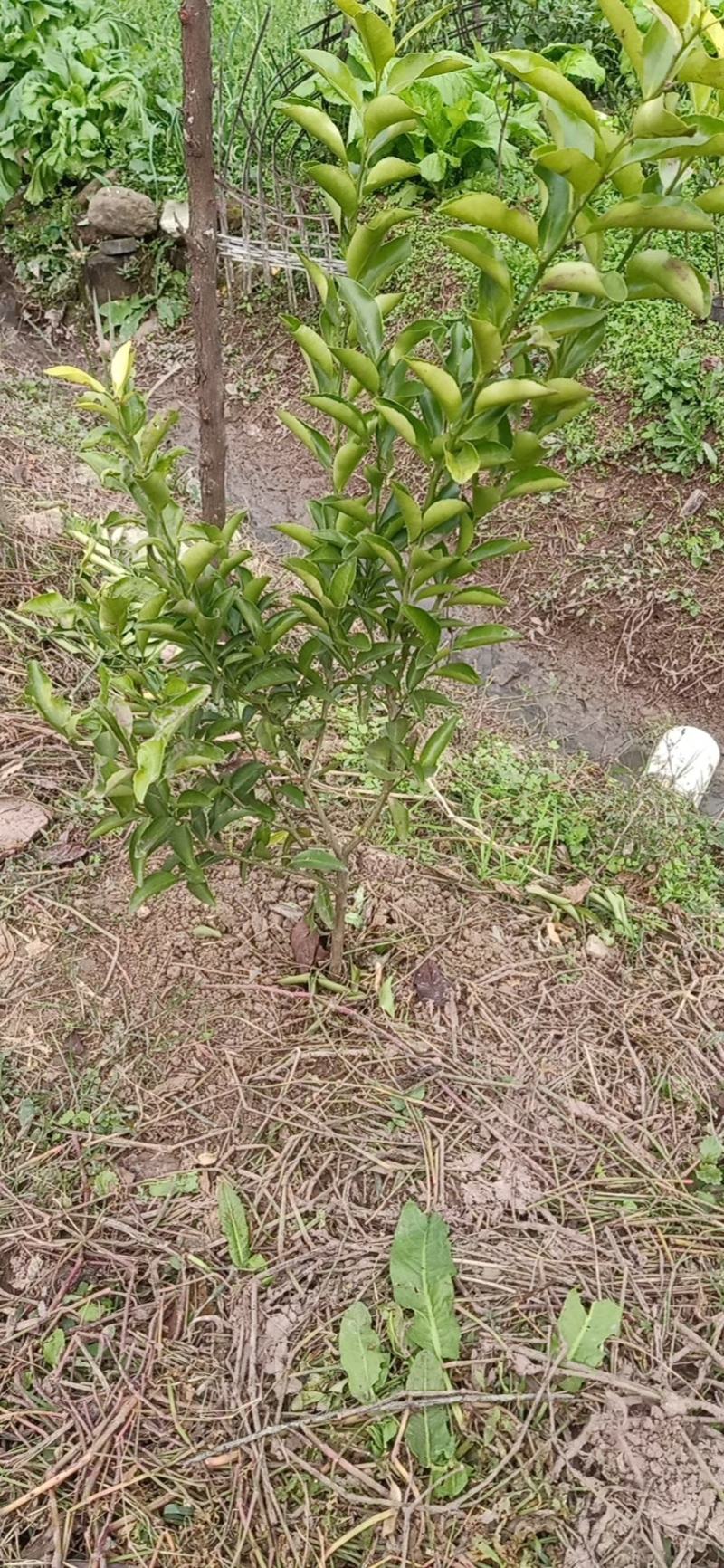 【有好货】金秋砂糖橘，现挖现发，挂果率高，诚信商家，