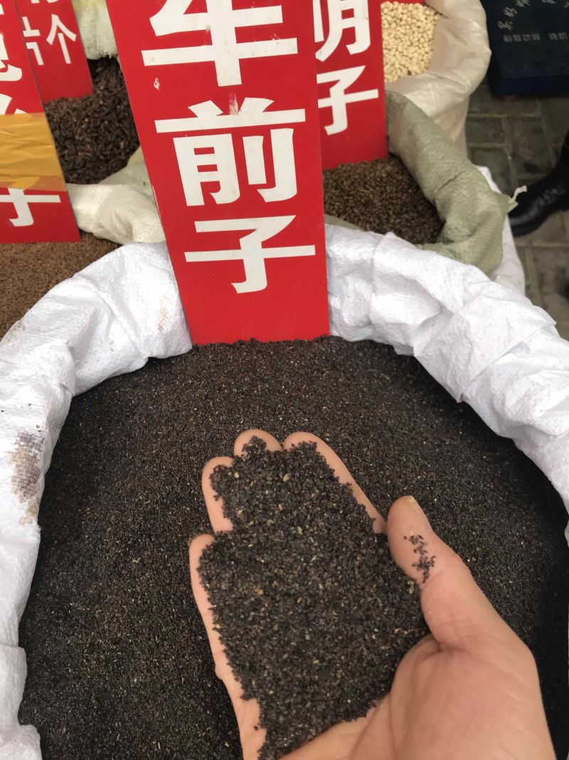 车前子无硫车前子干净无渣产地直发一手货源