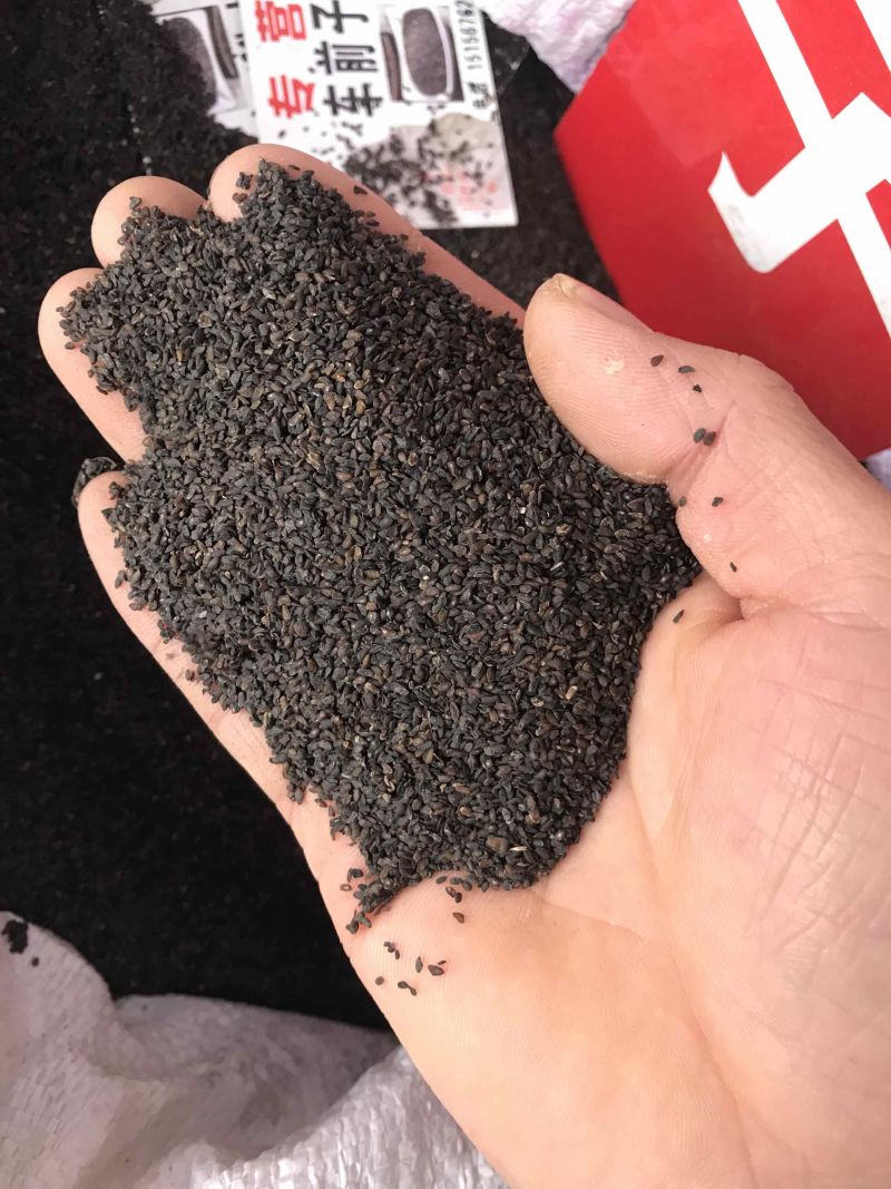 车前子无硫车前子干净无渣产地直发一手货源