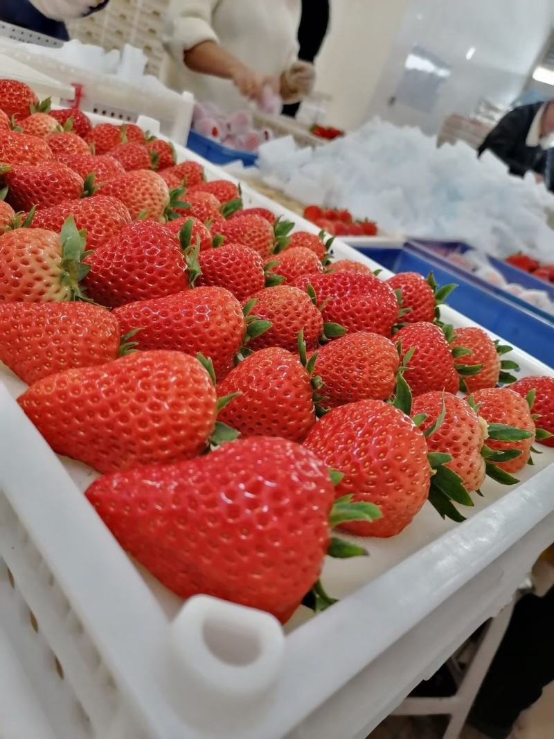 丹东红颜草莓万亩生态园代收采摘市场包装微商电商一件代发