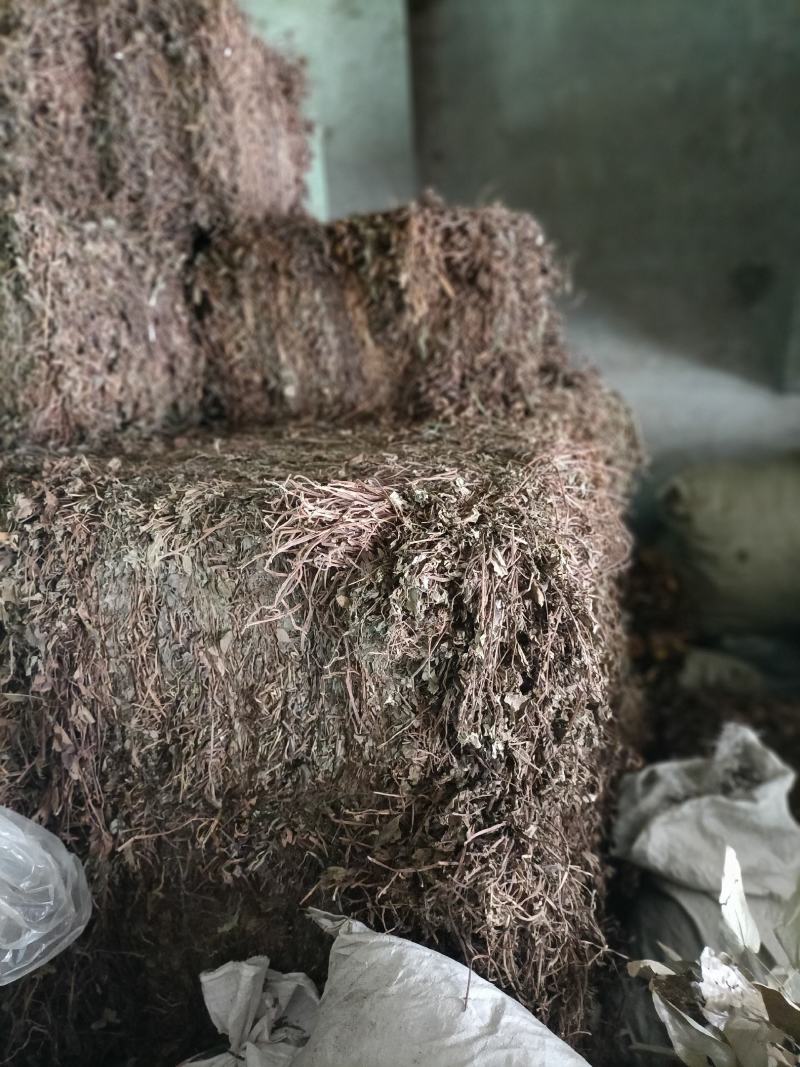 鱼腥草2021野生鱼腥草。折耳根。产地直销