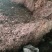 鱼腥草2021野生鱼腥草。折耳根。产地直销