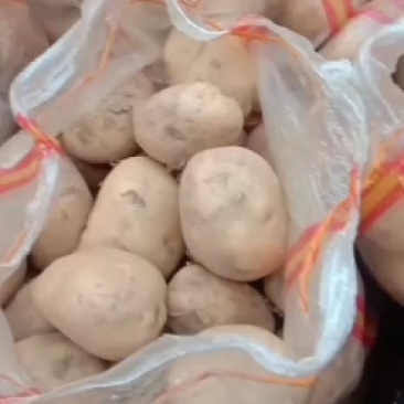 大量批发土豆有要的老板联系