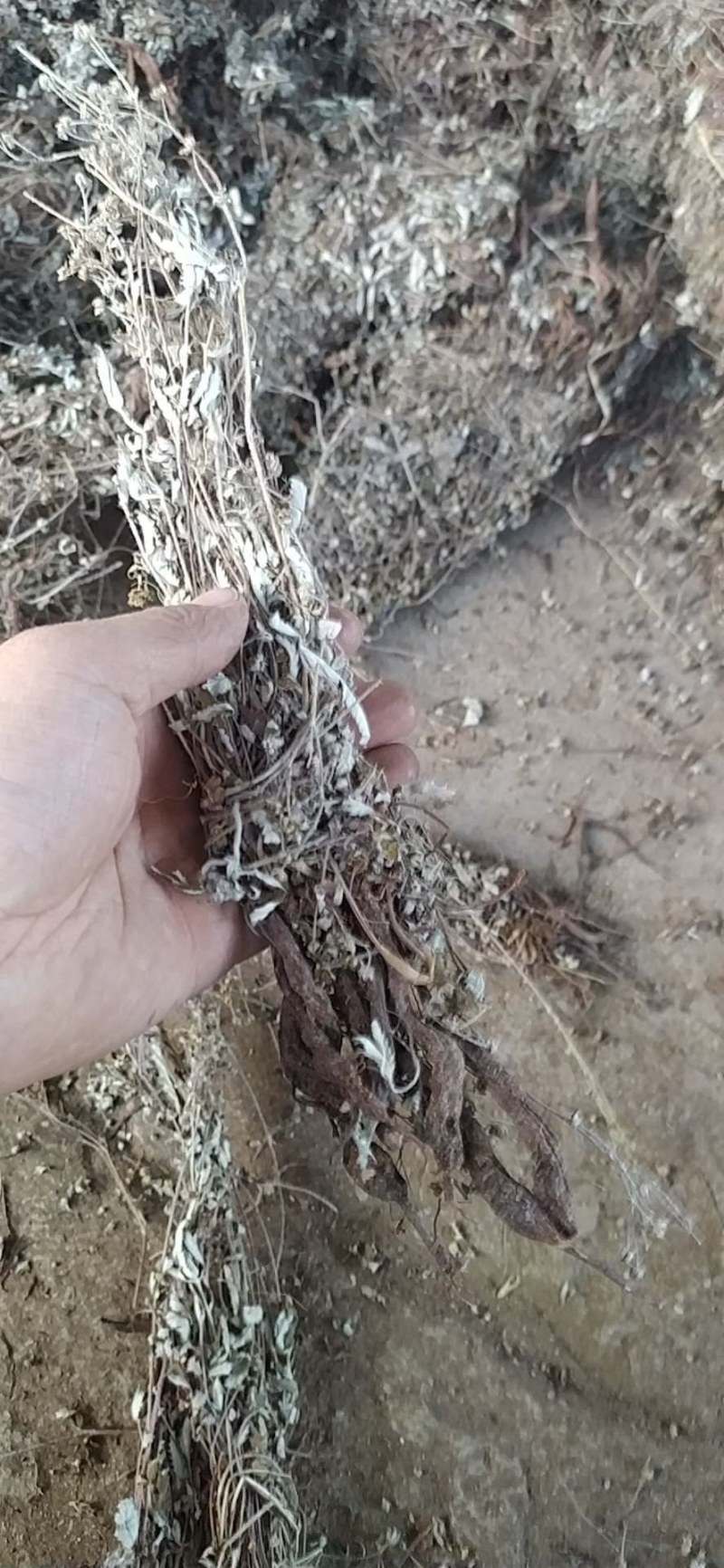 翻白草各种规格可搭配多品种采购大货联系客服