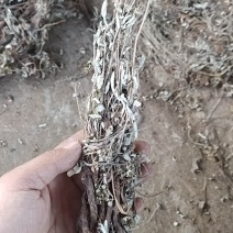 翻白草各种规格可搭配多品种采购大货联系客服