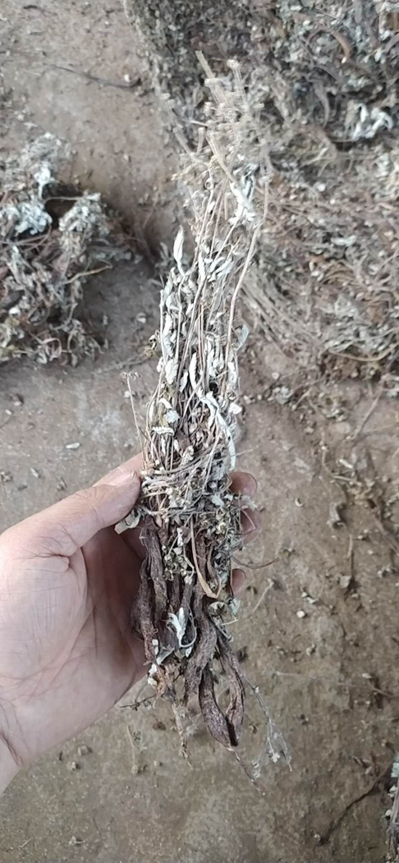 翻白草各种规格可搭配多品种采购大货联系客服