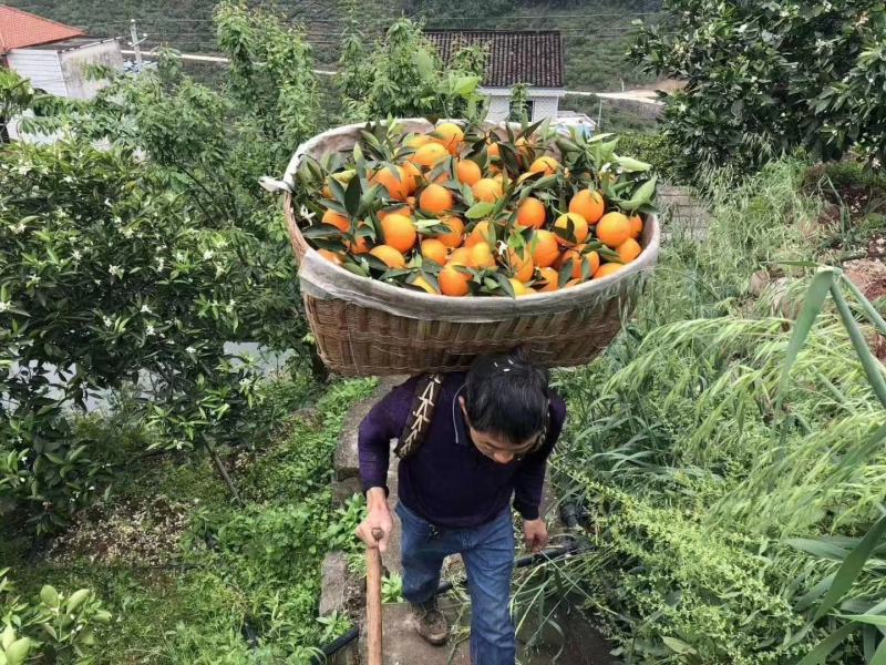 秭归脐橙脐橙橙子又大又甜，欢迎果园看货采摘