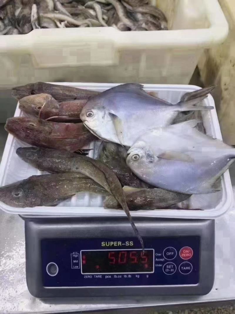 辽宁东港免洗海杂鱼，食材新鲜！