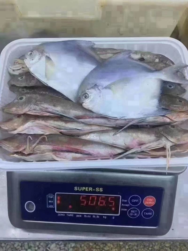 辽宁东港免洗海杂鱼，食材新鲜！