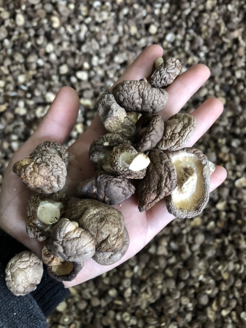 新货干香菇通货肉厚剪脚食品厂干货店通用干冬菇一手货源批发
