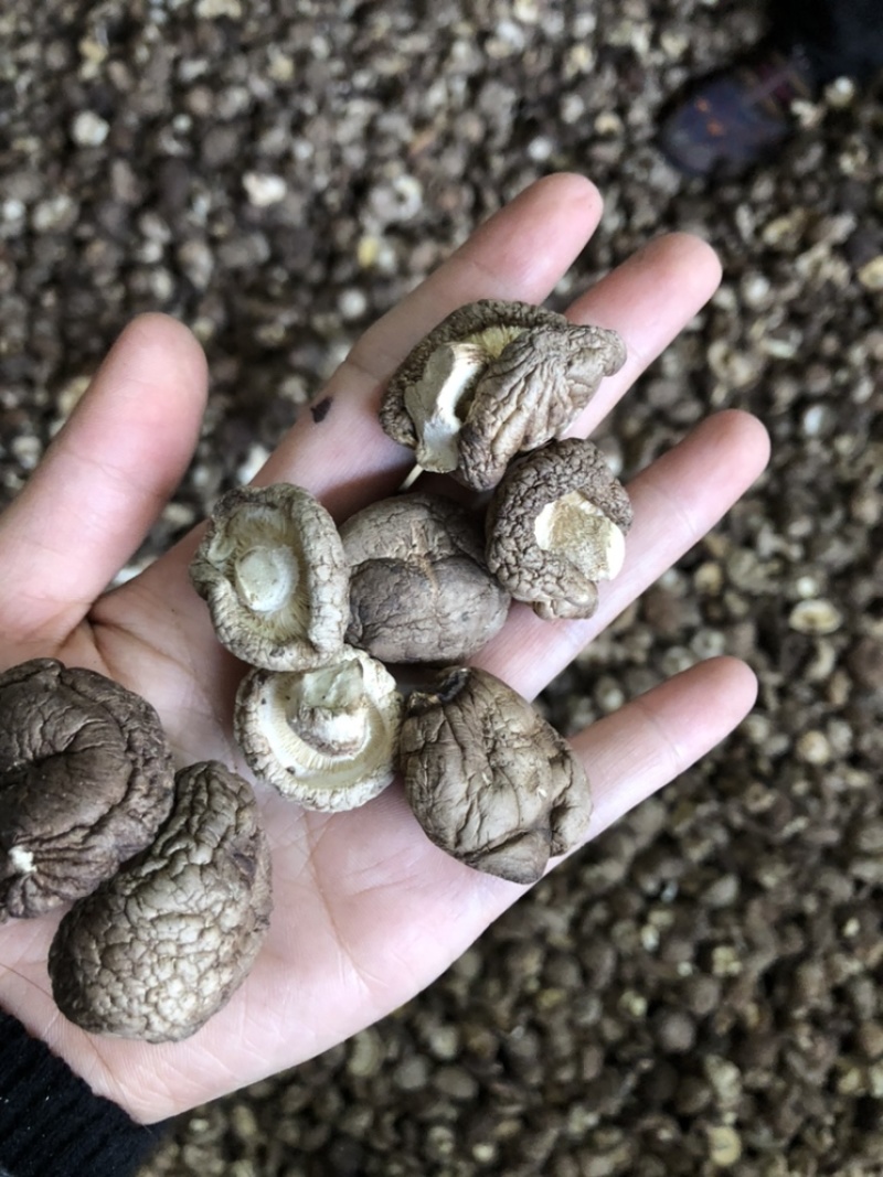 新货干香菇通货肉厚剪脚食品厂干货店通用干冬菇一手货源批发