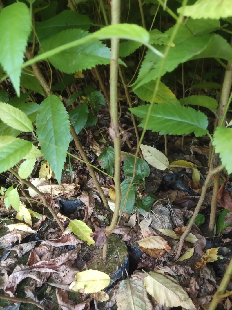 福建山樱花福建山樱花袋苗等各种造林苗木……