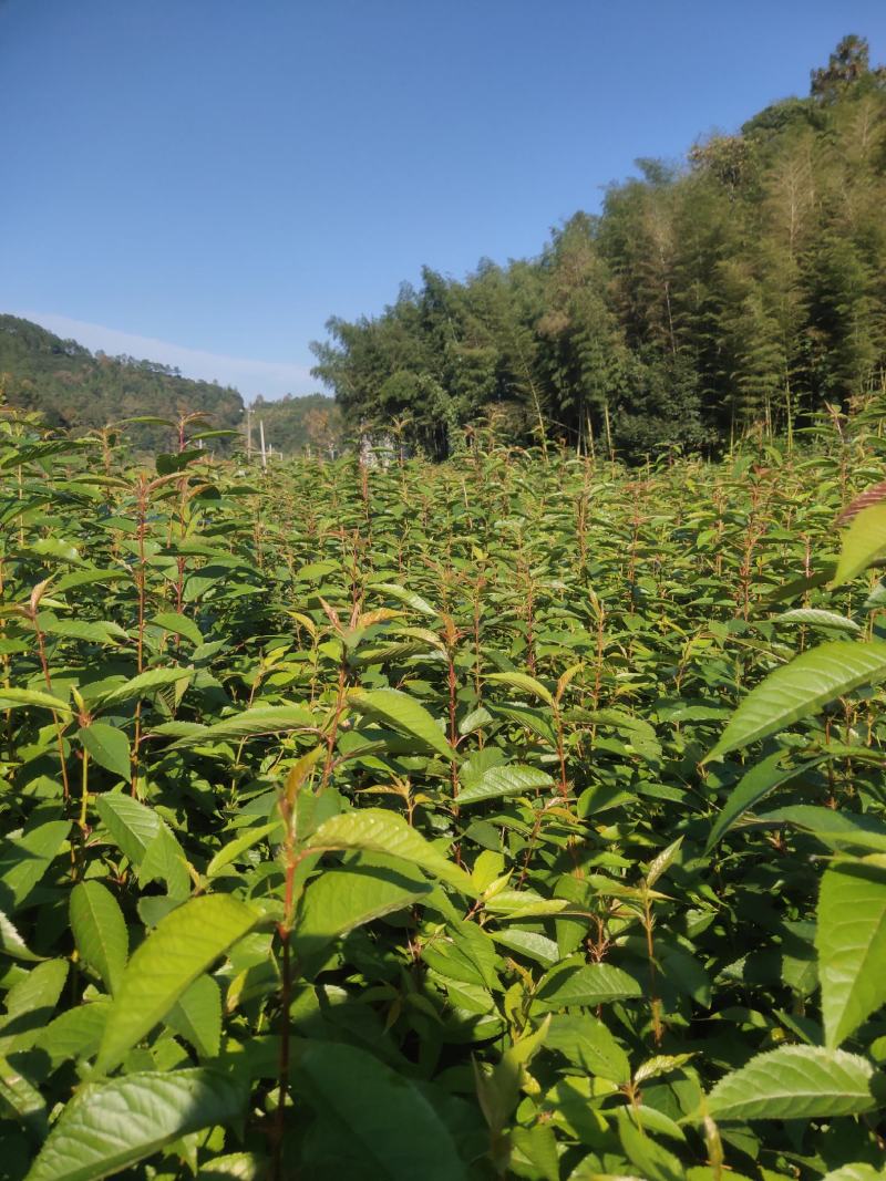 福建山樱花福建山樱花袋苗等各种造林苗木……