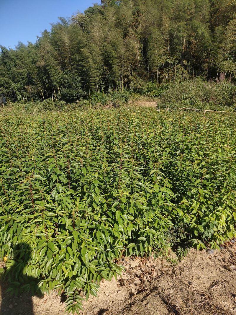 福建山樱花福建山樱花袋苗等各种造林苗木……