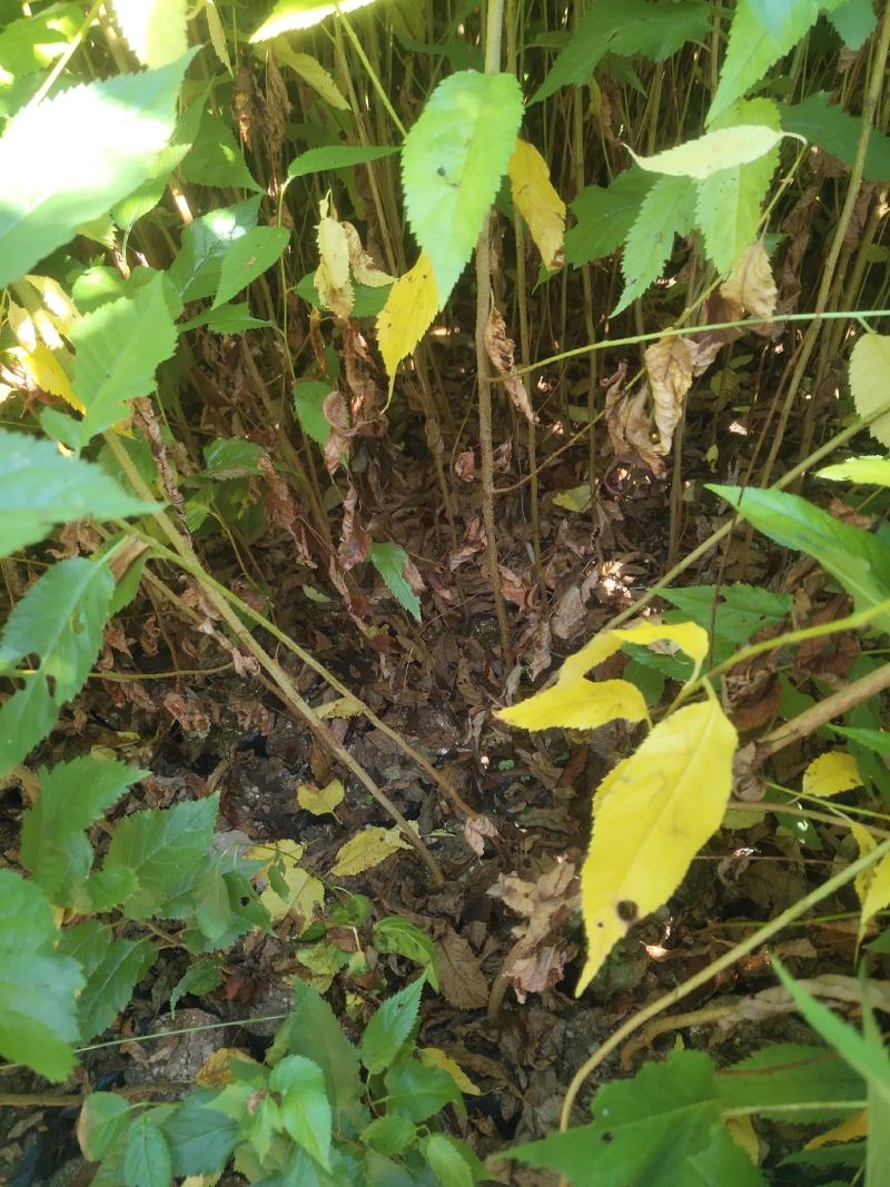 福建山樱花福建山樱花袋苗等各种造林苗木……
