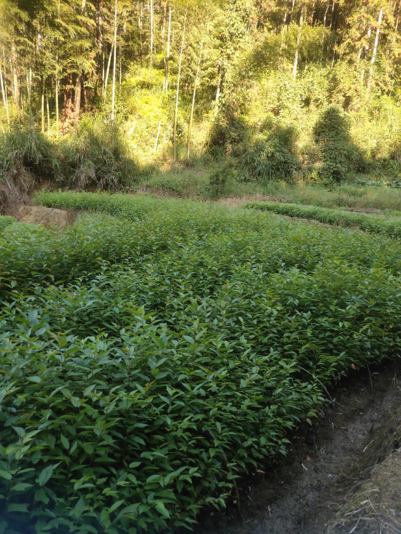 福建山樱花福建山樱花袋苗等各种造林苗木……