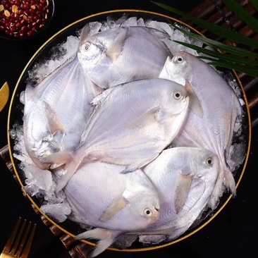 辽宁东港银鲳鱼质量好价格低