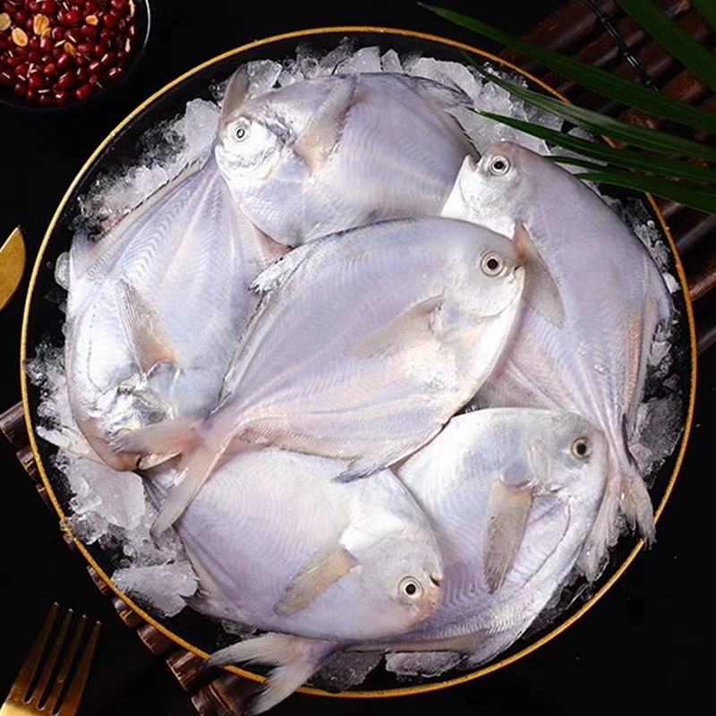 辽宁东港银鲳鱼质量好价格低