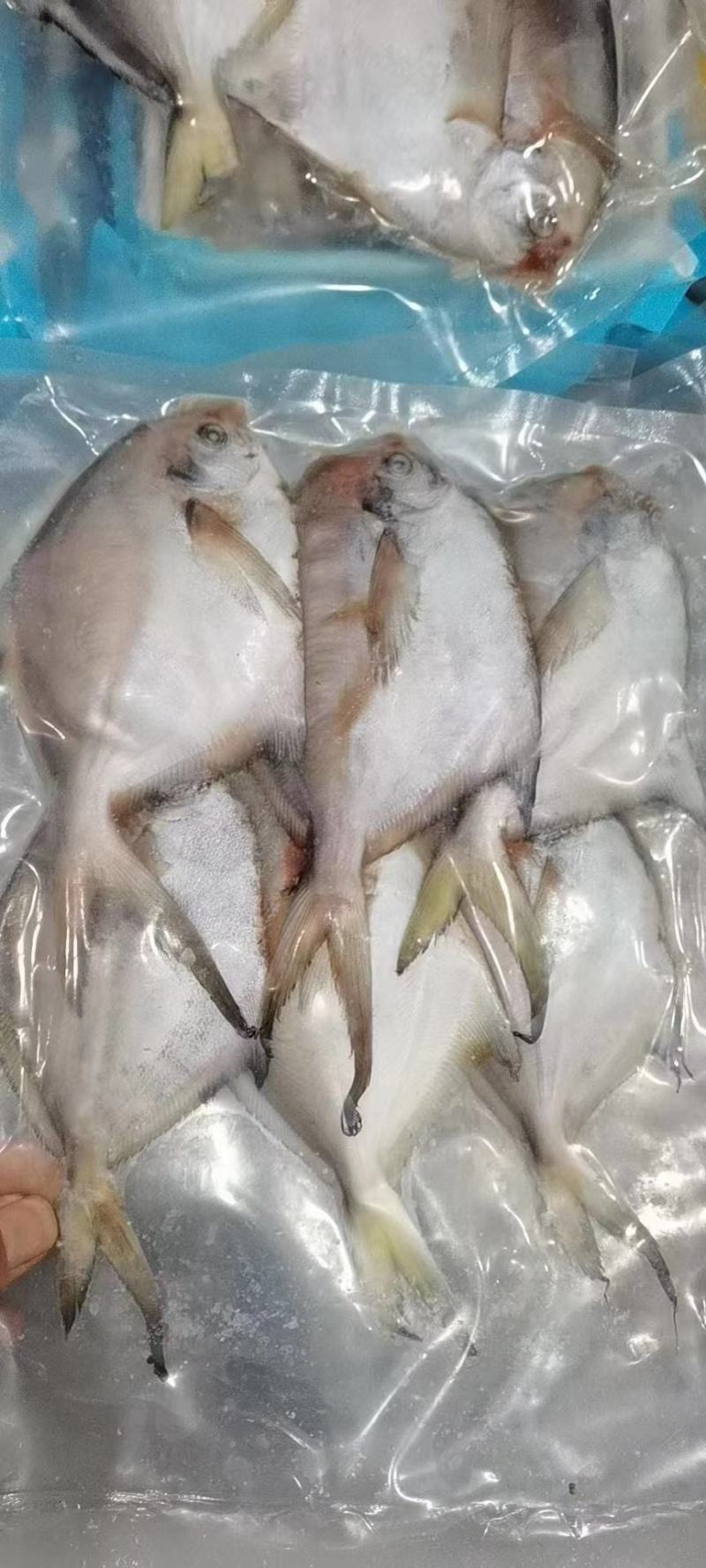 辽宁东港银鲳鱼质量好价格低