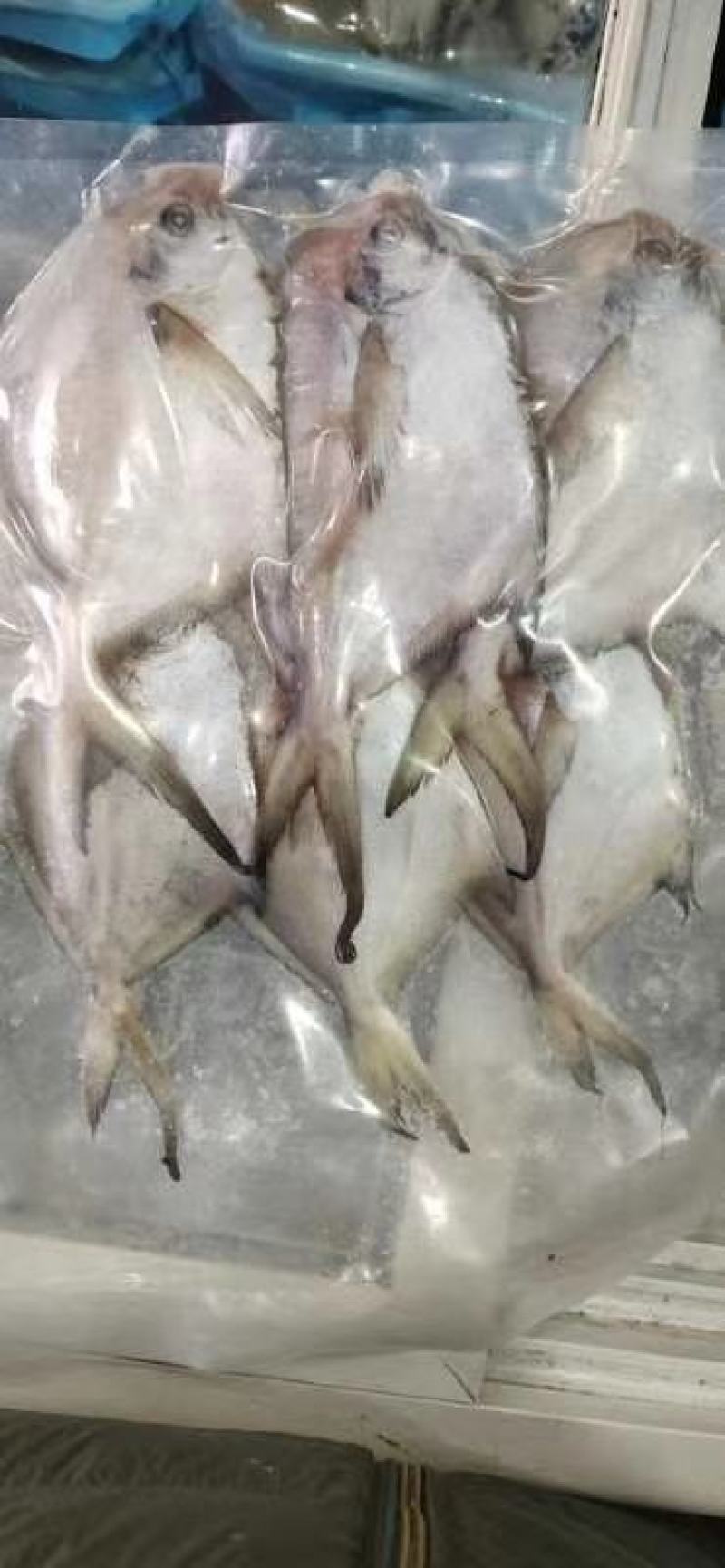 辽宁东港银鲳鱼质量好价格低