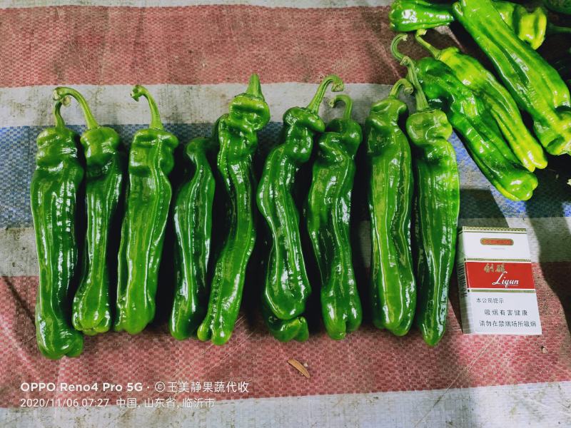 1薄皮椒芜湖椒【新优】欢迎致电洽谈价格【以质论价】保证质量