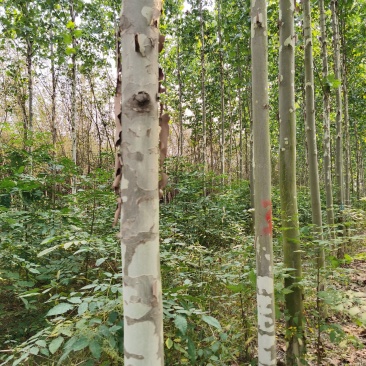 法桐供应10公分-15公分-30公分规格齐全