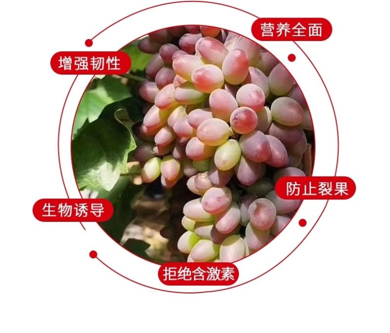 【包邮】防裂素增强韧性提高果实抗膨压能力防止裂果