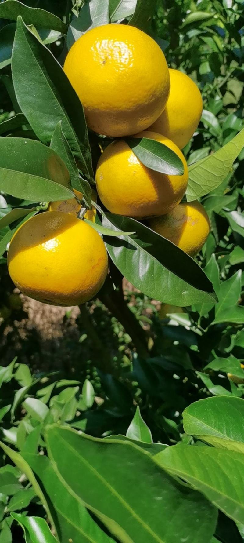 红江橙大量上市口感甜水份足