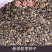 软枣种子君迁子种子野柿子软枣种子嫁接柿子苗木砧木等
