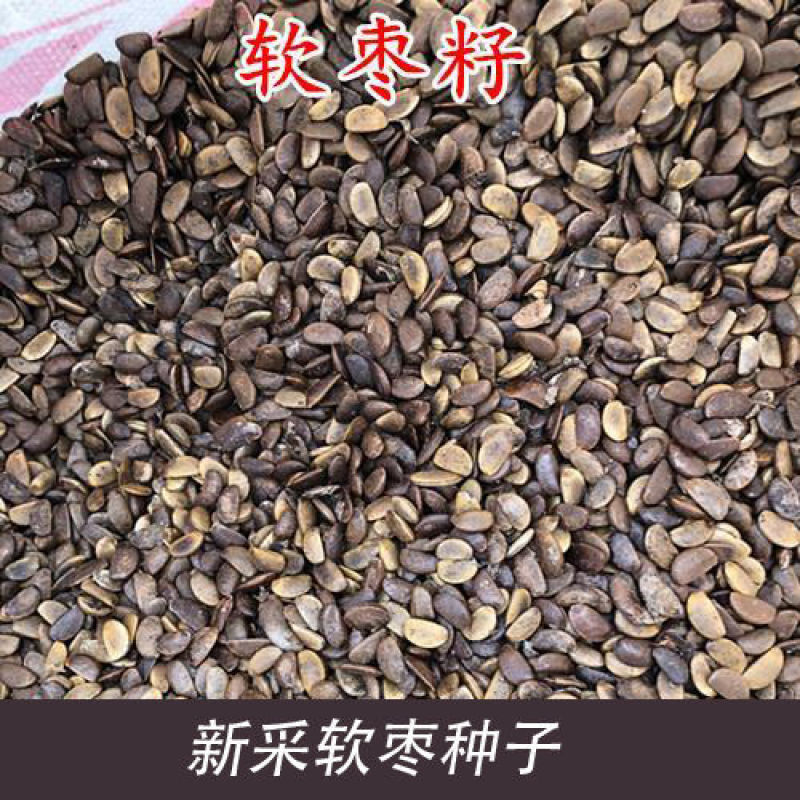 软枣种子君迁子种子野柿子软枣种子嫁接柿子苗木砧木等