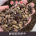 软枣种子君迁子种子野柿子软枣种子嫁接柿子苗木砧木等