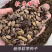 软枣种子君迁子种子野柿子软枣种子嫁接柿子苗木砧木等