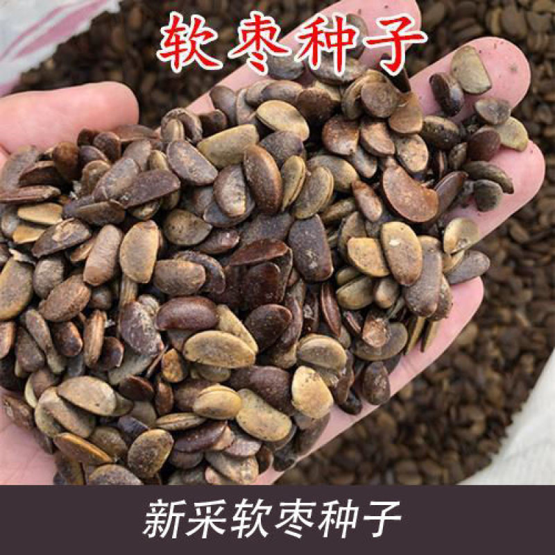 软枣种子君迁子种子野柿子软枣种子嫁接柿子苗木砧木等