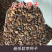 软枣种子君迁子种子野柿子软枣种子嫁接柿子苗木砧木等