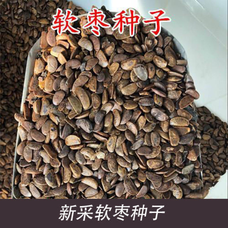 软枣种子君迁子种子野柿子软枣种子嫁接柿子苗木砧木等