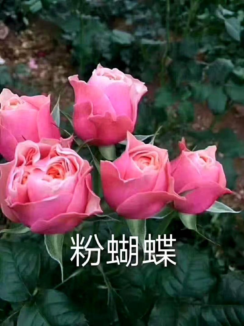 月季一年四季开花，常年有货。卡罗拉艳粉等各种玫瑰