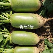 基地靓货791萝卜，心绿根白