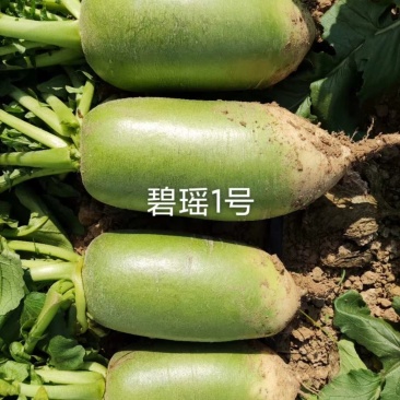 基地靓货791萝卜，心绿根白