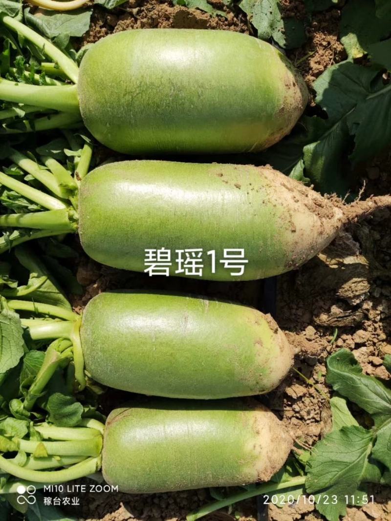 基地靓货791萝卜，心绿根白