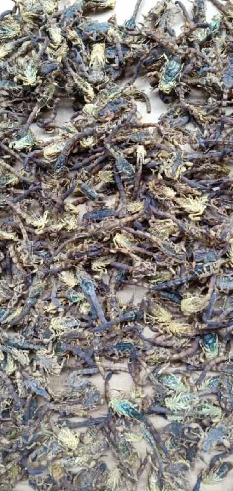 蝎子，干货，冰货，活货，总有你想要的