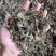 蝎子，干货，冰货，活货，总有你想要的