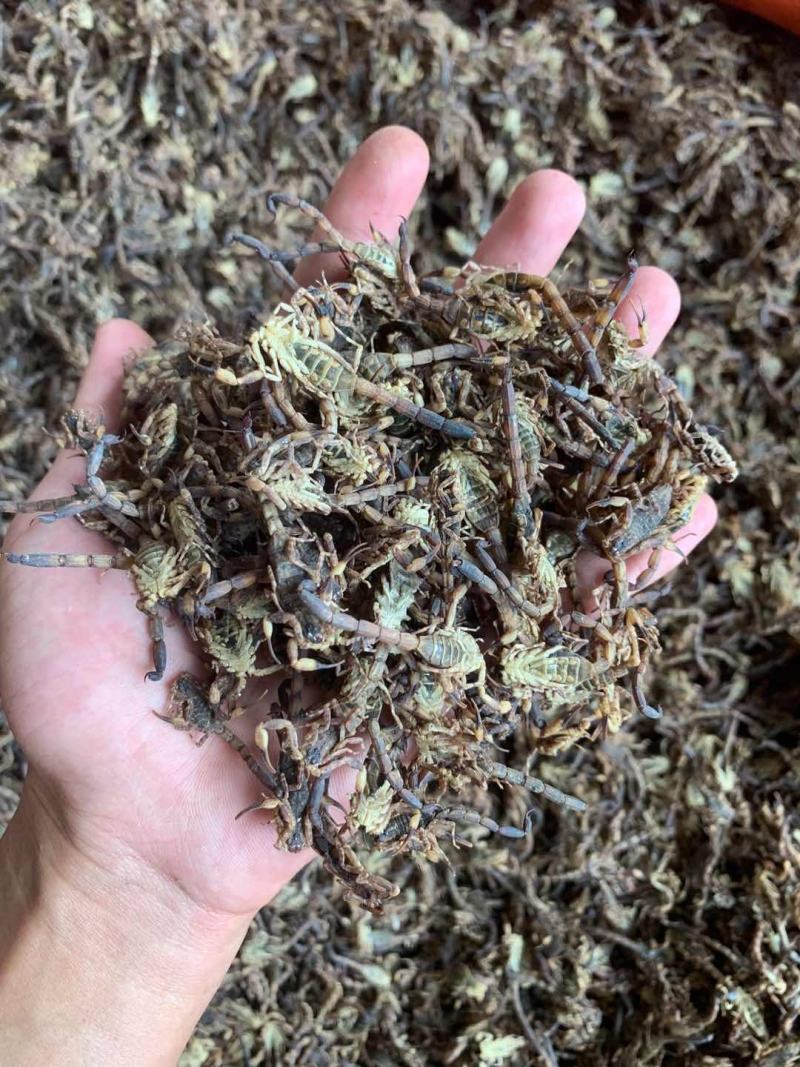 蝎子，干货，冰货，活货，总有你想要的