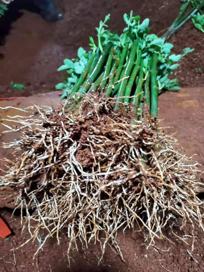 无刺蔷薇，安吉拉红色白色粉色