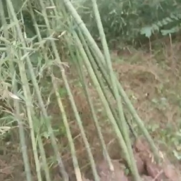 雷竹种苗，绿化用苗，三公分至六公分居多，九百三十亩。
