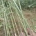 雷竹种苗，绿化用苗，三公分至六公分居多，九百三十亩。