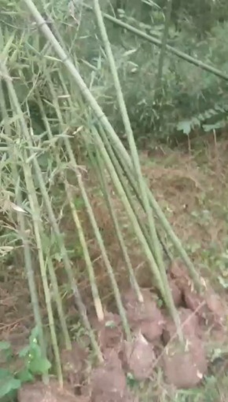 雷竹种苗，绿化用苗，三公分至六公分居多，九百三十亩。
