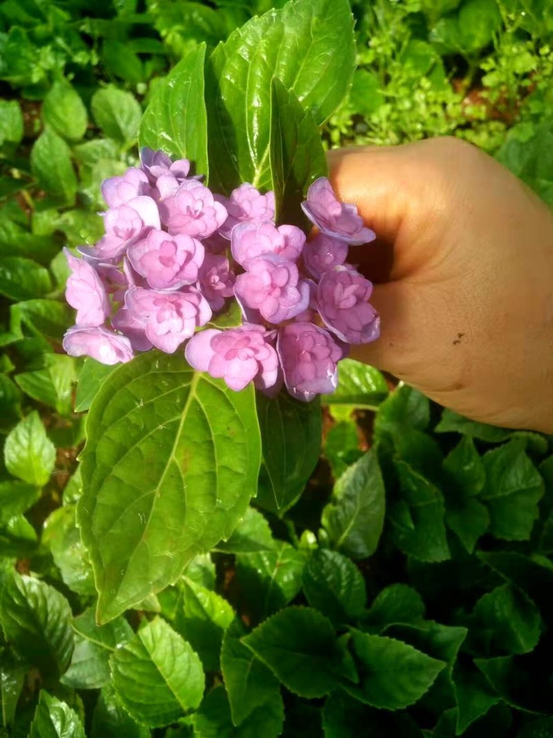 绣球适合种盆景切花阳台等等有简称八仙花。