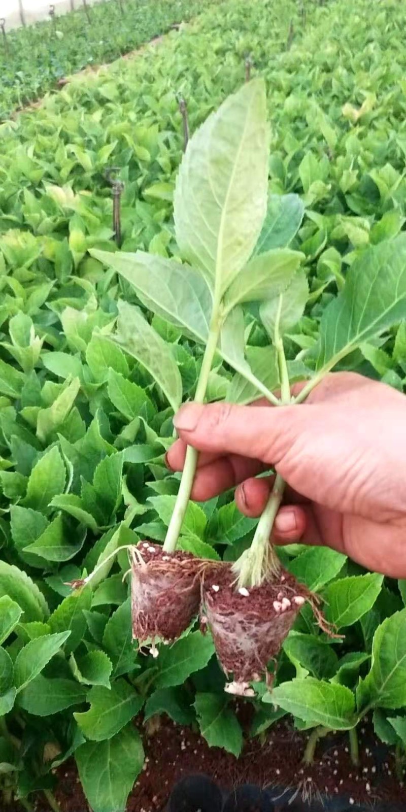 绣球适合种盆景切花阳台等等有简称八仙花。