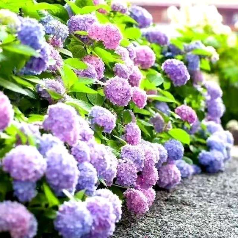 绣球适合种盆景切花阳台等等有简称八仙花。